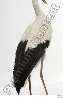 Black stork back body wing 0002.jpg